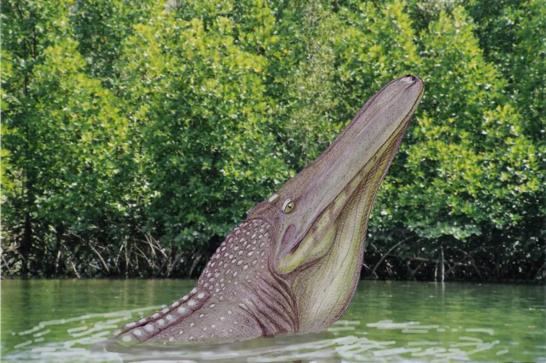 Crocodilo Stomatosuchus
