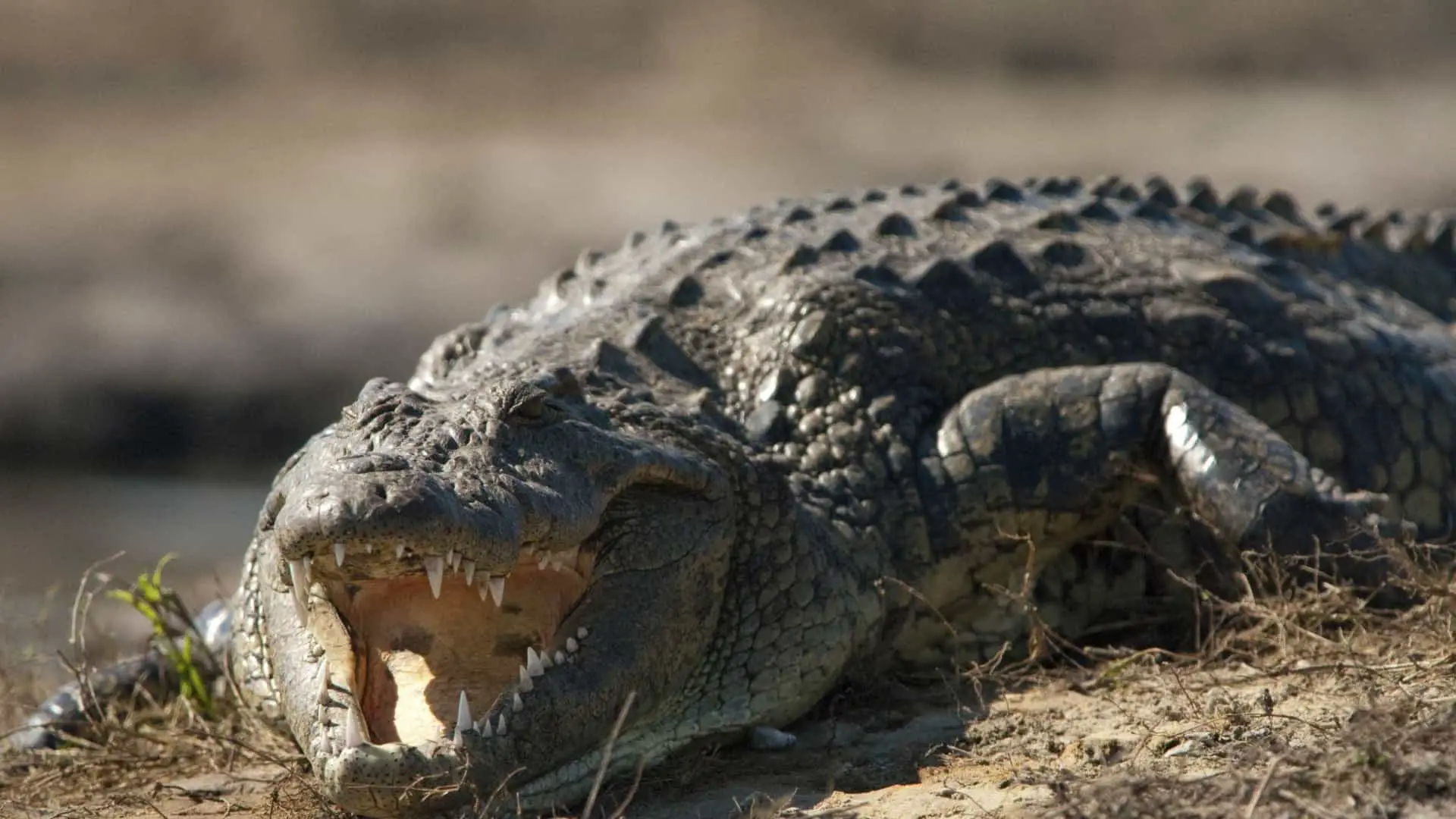 Crocodilo do Nilo Jovem
