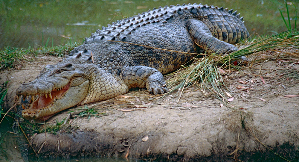 Crocodilo do Pacífico