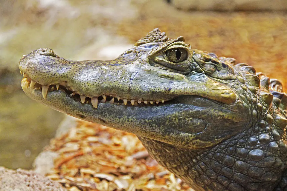 Crocodilo e suas Curiosidades