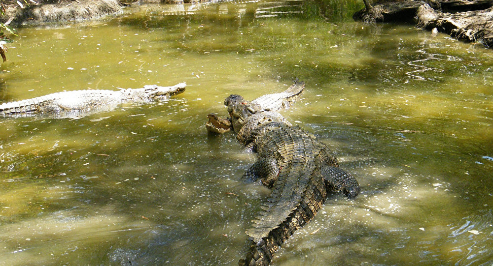 Crocodilo ladrão