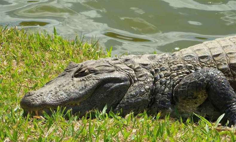 Crocodilo na Beira da Água 