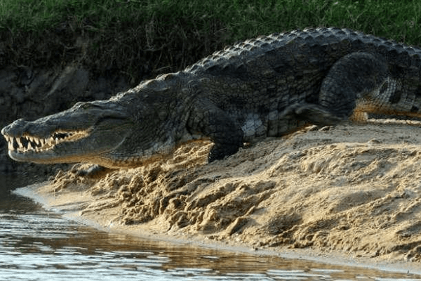 Crocodilo na Beira da Água 