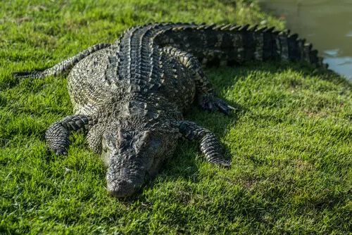 Crocodilo na Grama