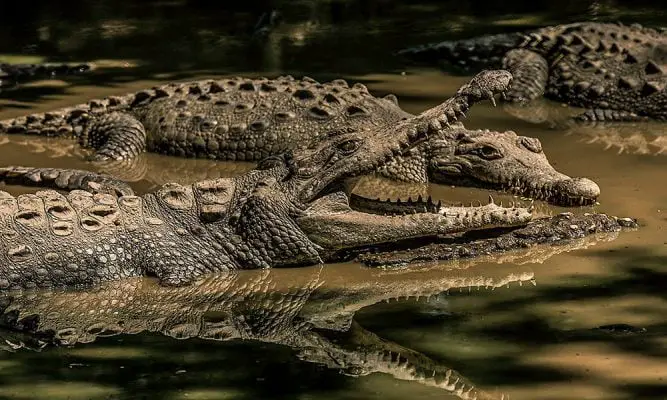 Crocodilos na Beira do Lago