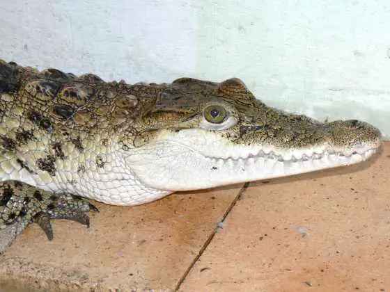 Crocodylus Novaeguineae Mindorensis