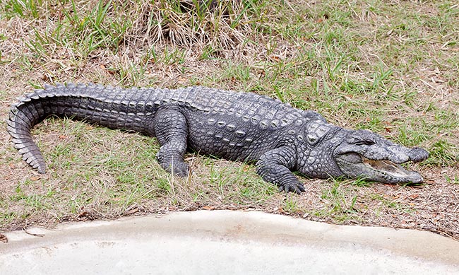 Crocodilo-Mugger ou Crocodilo da Índia: Curiosidades e Imagens