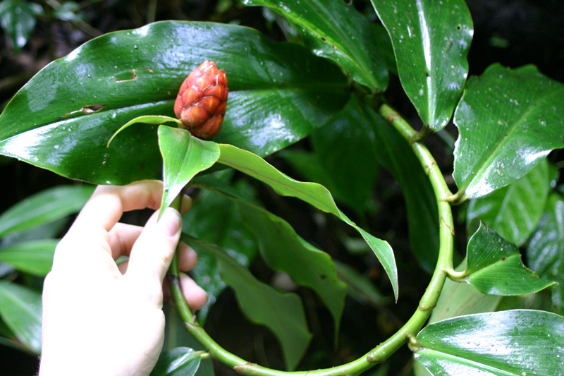 Cuidando da Flor Cana de Macaco