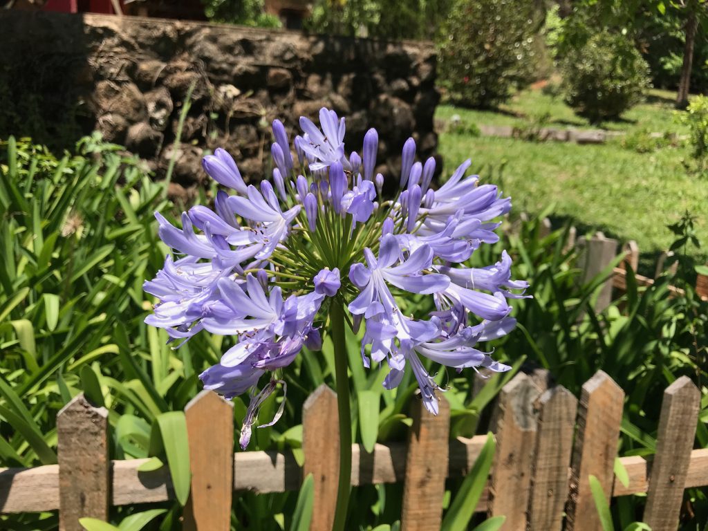 Cultivar o Agapanto