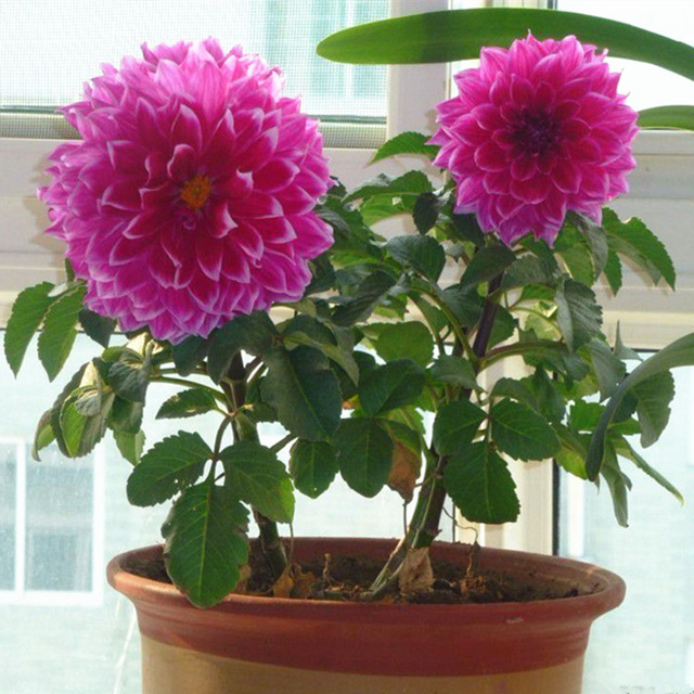 Cultivo De Dália no Vaso
