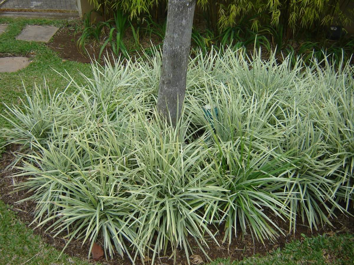 Cultivo da Barba-de-Serpente no Jardim 