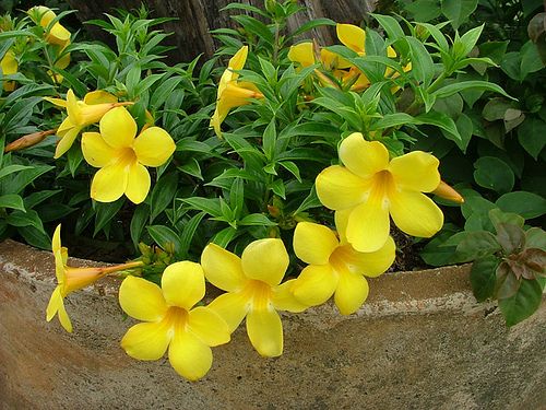 Cultivo da Flor Alamanda no Vaso 