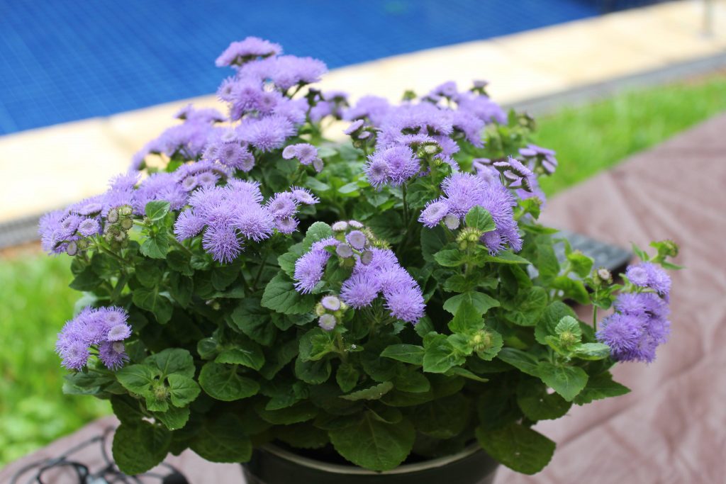 Como Cultivar Agerato em Vaso de Apartamento?