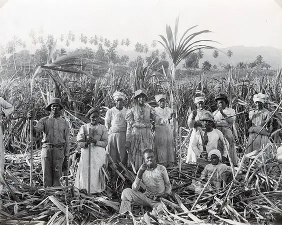 Cultivo de Cana-de-Açúcar no Passado