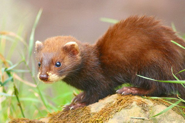 Curiosidades Sobre a Doninha-Siberiana