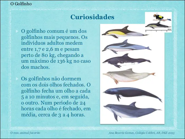 Curiosidades Sobre os Golfinhos