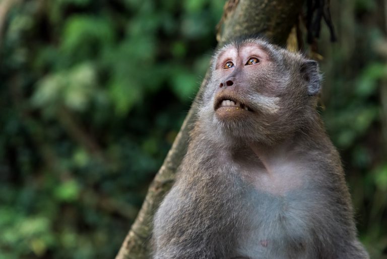 História do Macaco e Origem do Animal | Mundo Ecologia