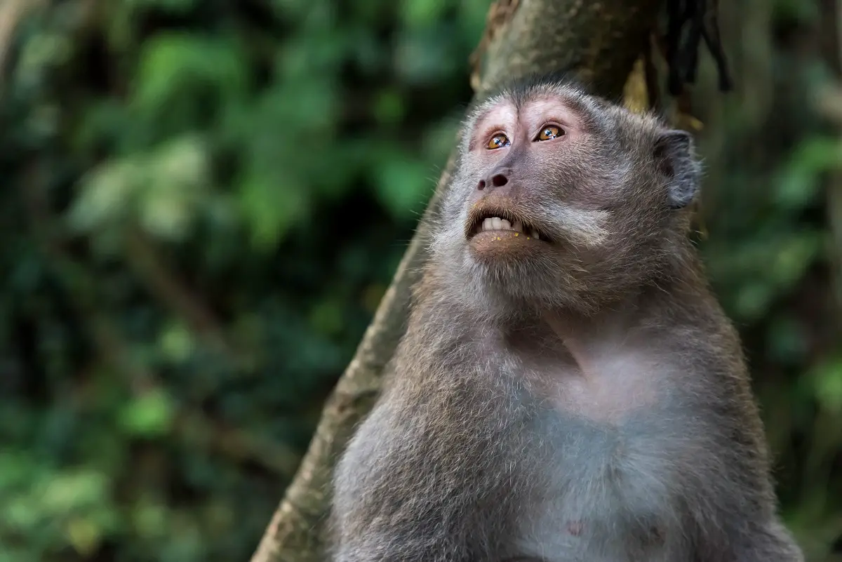 Curiosidades Sobre os Macacos