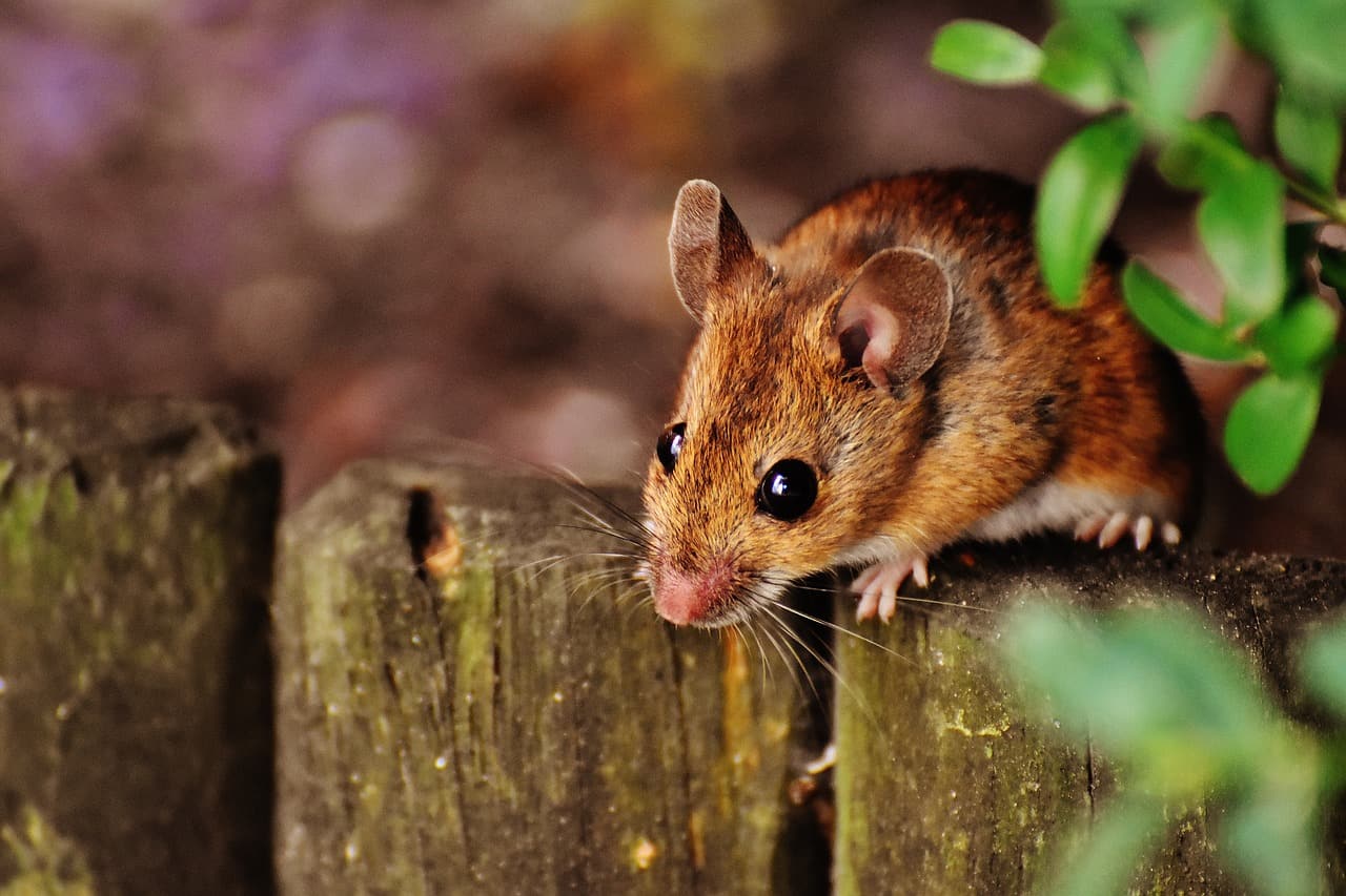 Curiosidades dos Ratos