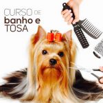 Curso de Banho e Tosa