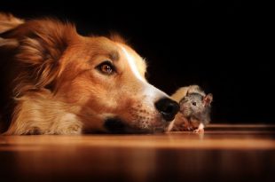 Cães e Ratos