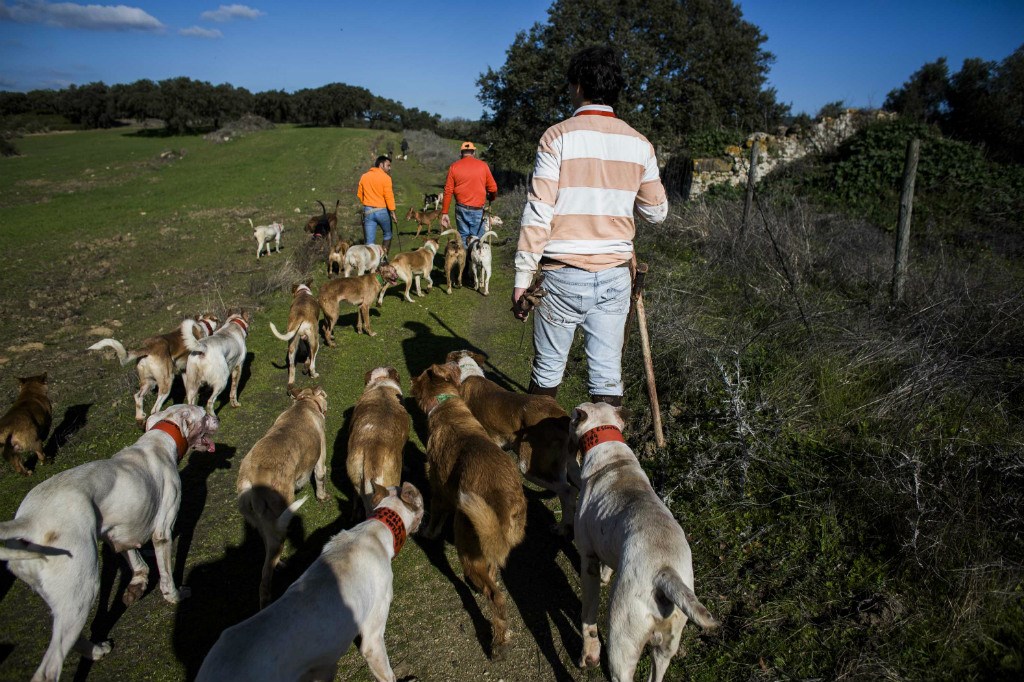 Cães em Matilha em Caça