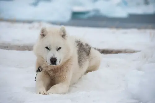 Cão da Groenlândia