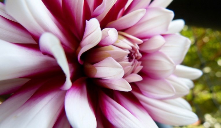 Dalia Anã: Como Plantar, Características, Nome Cientifico e Fotos