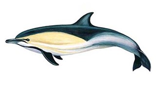 Delphinus Capensis