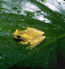 Dendropsophus Ebraccatus