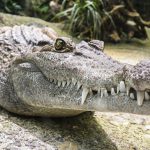 Dentes do Crocodilo