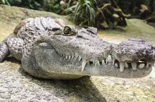 Dentes do Crocodilo