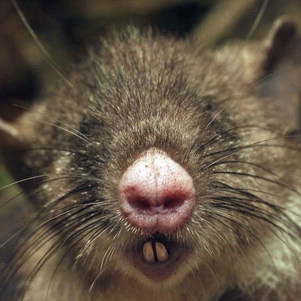 Dentes do Rato