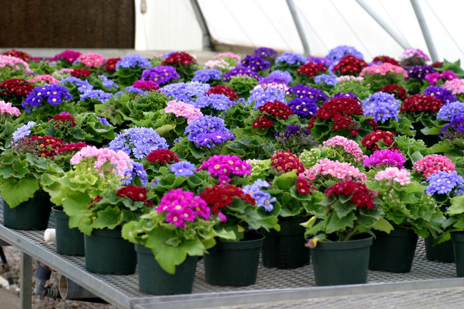 Dezenas de Cinerária Dos Floristas no Vaso