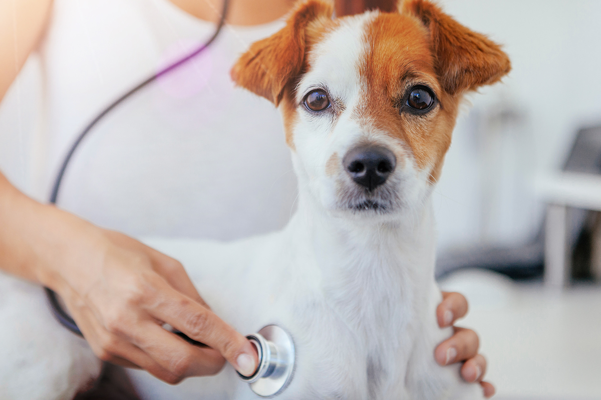 Diagnostico em Cães