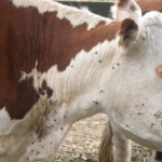 Doença Parasitária Bovina