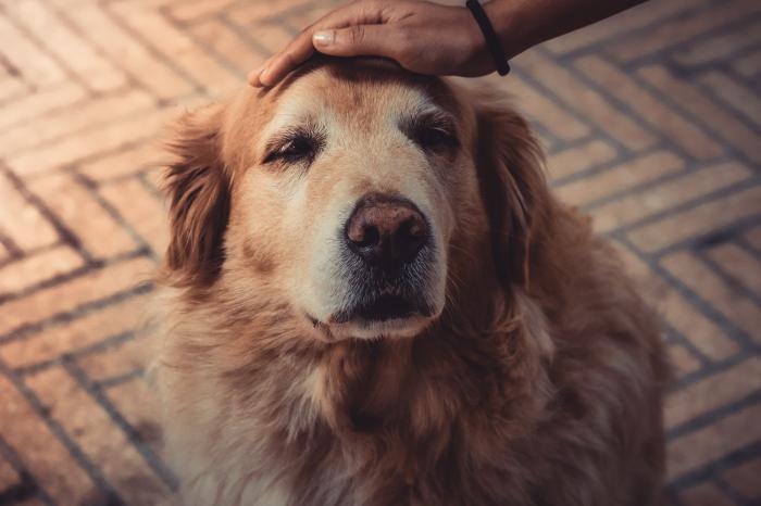 Doença de Lafora no Cachorro 