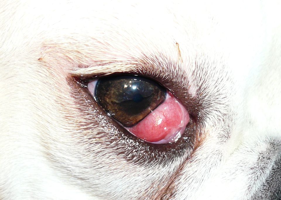 Doenças nos Olhos dos Cães