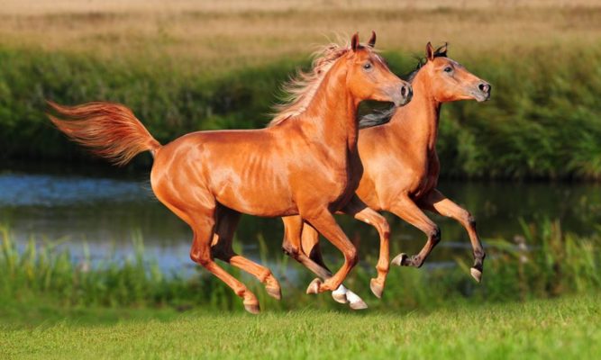 Qual é a Raça de Cavalo Mais Inteligente do Mundo?