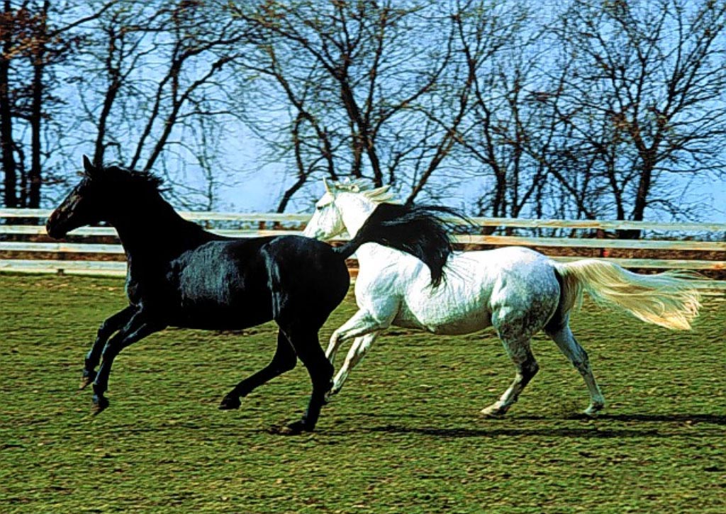 Dois Cavalos Marismeño, Correndo Juntos 