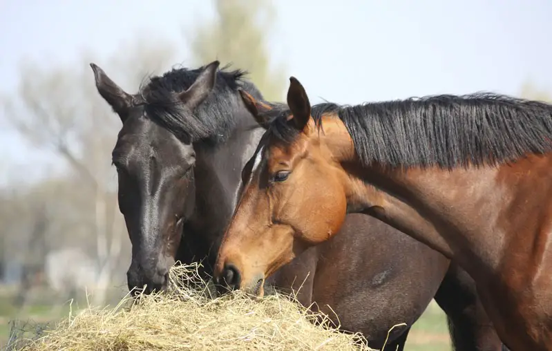 Dois Cavalos Mustang Comendo 