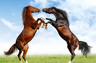 Dois Cavalos se Comunicando