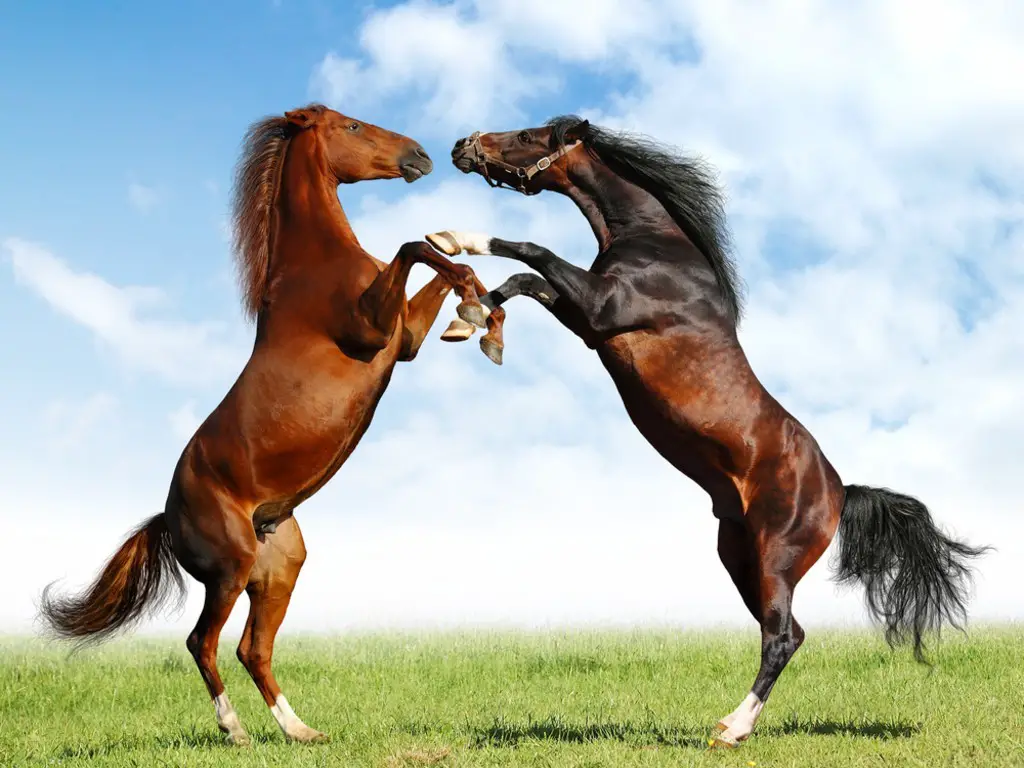 Dois Cavalos se Comunicando 