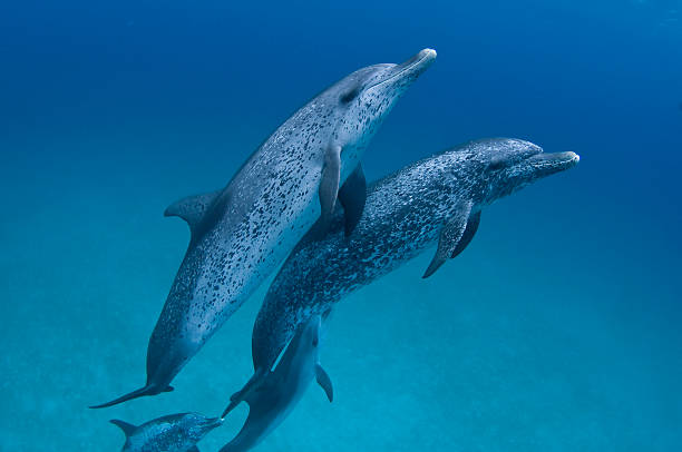 Dois Golfinho-Pintado-Do-Atlântico no Fundo da Água