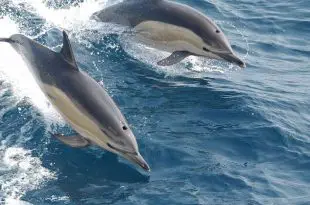Dois Golfinhos-Comuns-De-Bico-Longo Saltando na Água