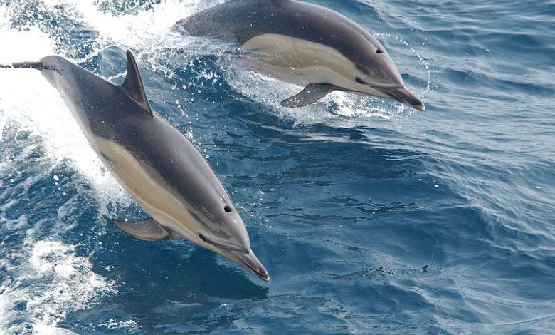 Dois Golfinhos-Comuns-De-Bico-Longo Saltando na Água 