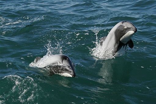 Casal de Golfinhos De Hector Nadando