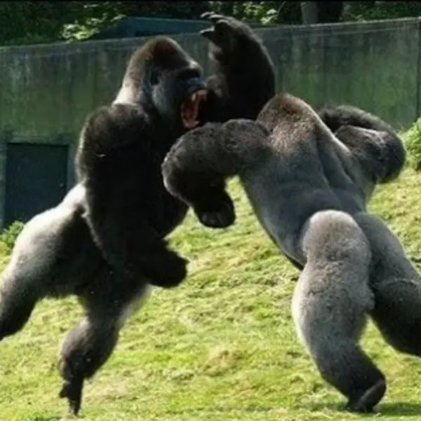 Dois Gorilas Lutando