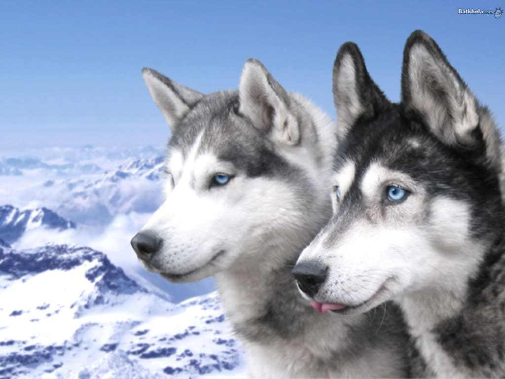 Dois Husky Siberiano