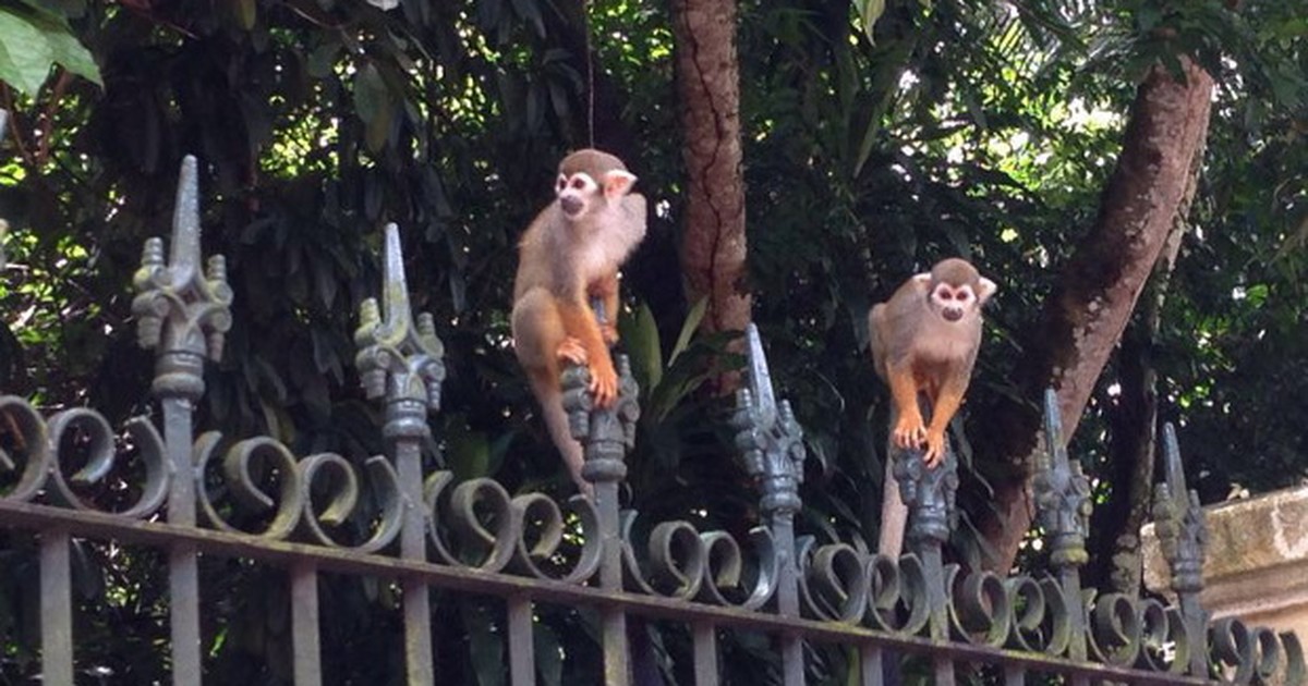 Dois Macacos-De-Cheiro-Comum Em Cima de um Portão